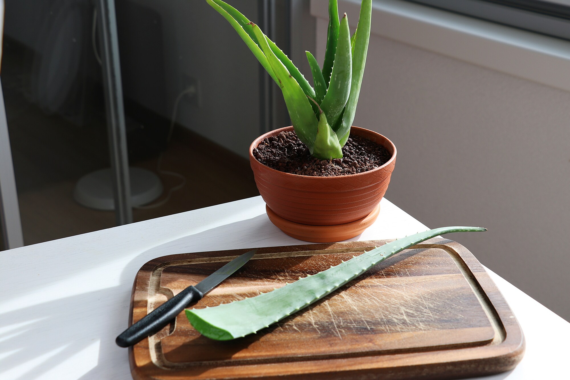 Aloe Vera hat mein mein Hautbild verbessert - Galaxus