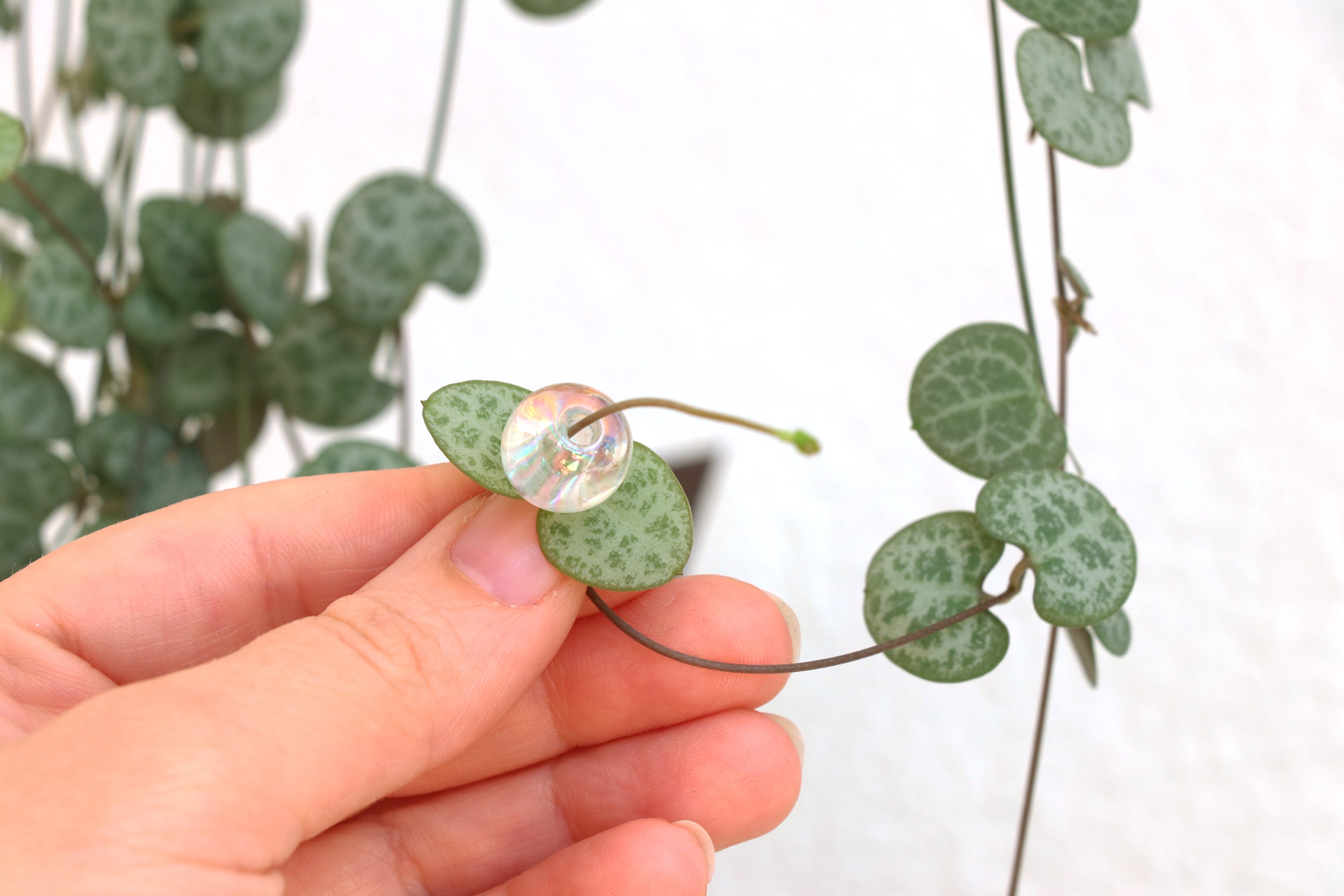 Plant Beading: The pearl among plant trends - Galaxus