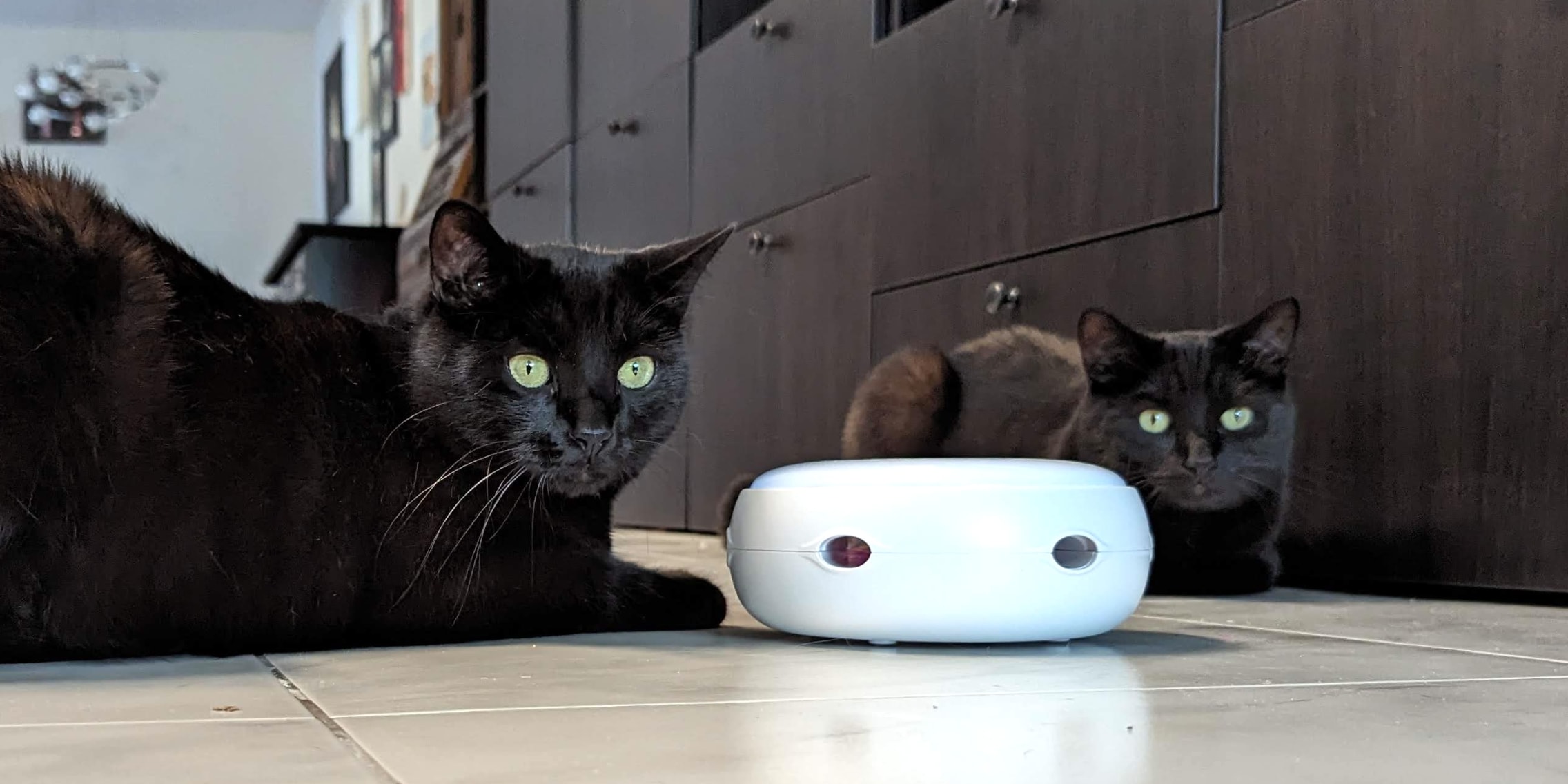 HomeRunPet CT10: Cleveres Katzenspielzeug im Test - Galaxus