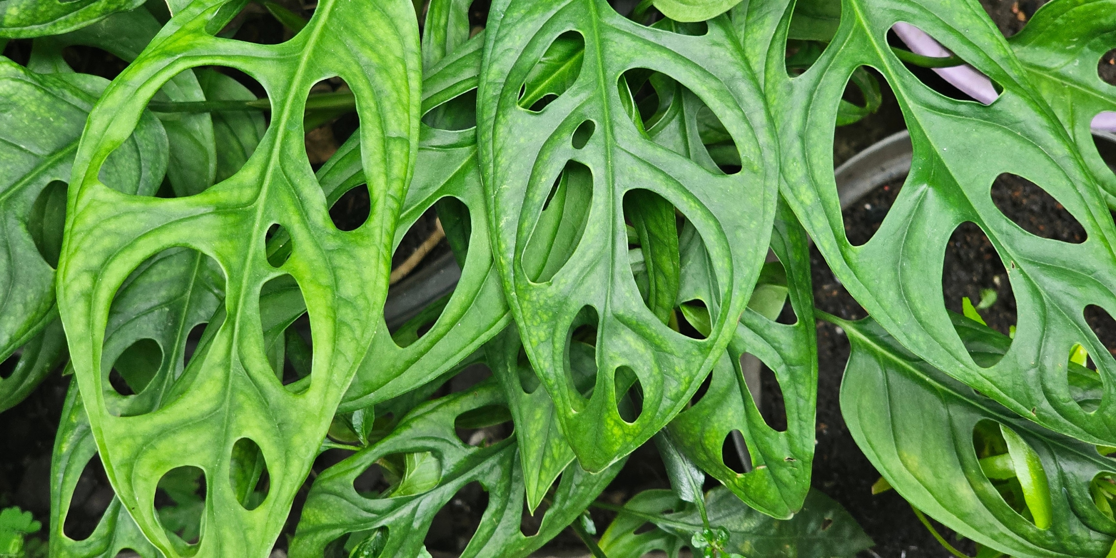 Fensterblatt: Darum haben die Bltter der Monstera Lcher - Galaxus