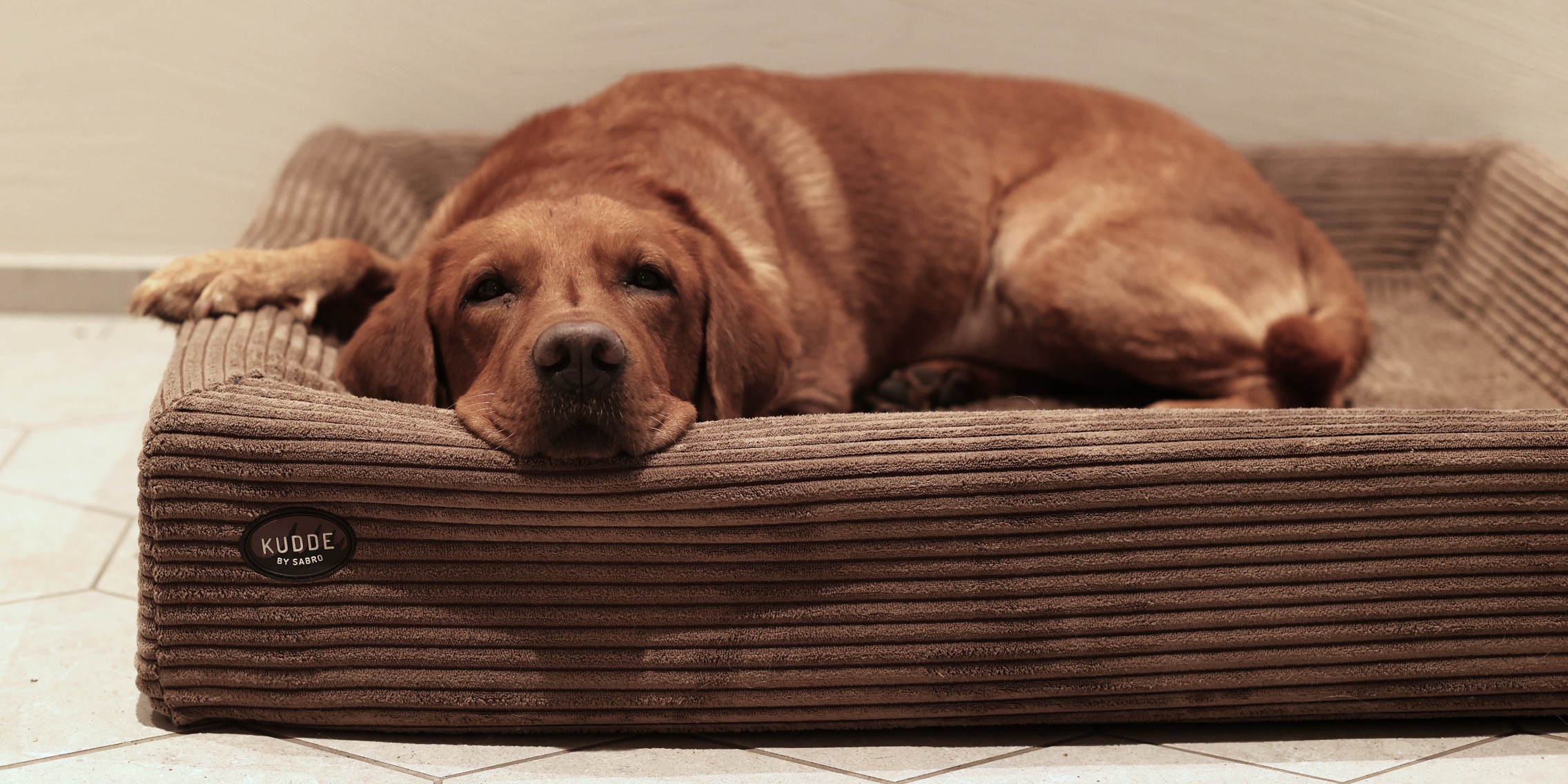 Sabro Kudde: Ein Hundebett, das hlt, was es verspricht - Galaxus
