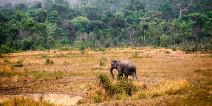 Lourd, gris et intelligent: l’éléphant ne convainc pas seulement par sa force et sa taille.