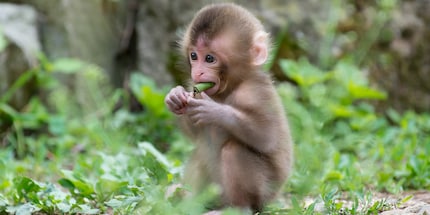 Il est non seulement mignon, mais il a aussi quelque chose dans le cerveau: un petit singe qui mange.