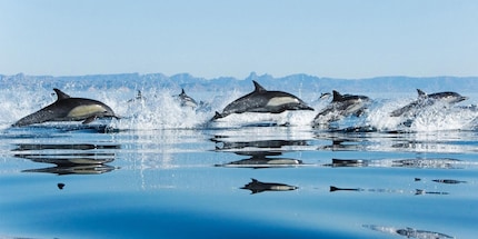 Assez souvent, et de façon tout à fait justifiée, on les décrit comme les animaux les plus intelligents: les dauphins.