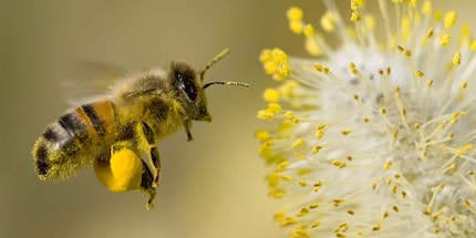 Petite mais intelligente: l’abeille ne fait pas que du miel.
