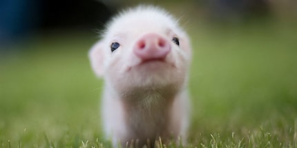 Des créatures mignonnes et intelligentes: les cochons.