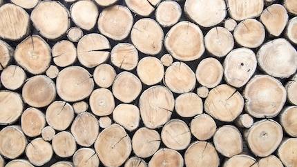 En Suisse, le bois abattu est toujours replanté ailleurs.