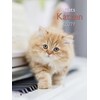 Katzen 2019 Posterkalender (Deutsch, Englisch)