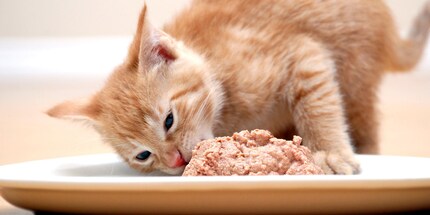Sain ET savoureux – la bonne nourriture fait du bien à votre chat.