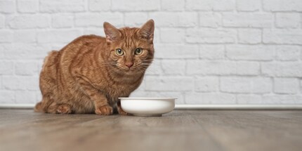 «Je n’y touche pas!» – veillez au bien-être physique de votre chat.