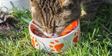 Toutes les nourritures ne sont pas les mêmes: nos amis les animaux le savent.