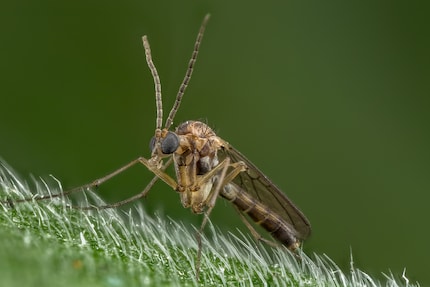 You water your plants and flies rise up from the soil.