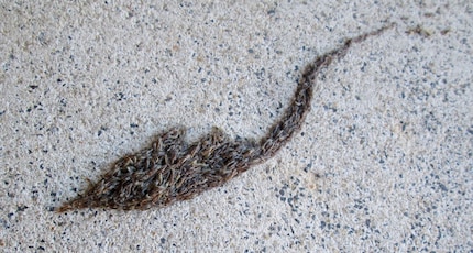  A crawling mass of Sciaridae larvae that can reach up to ten metres, similar to army worm migrations.