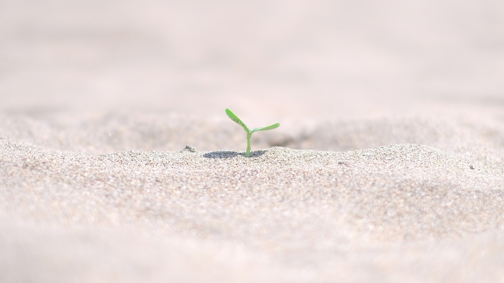 Une couche de sable à la surface de la terre empêche les moucherons de rentrer.