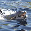 Wale & Delfine 2019 Broschürenkalender (Allemand, Français, Anglais)