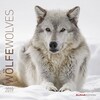 Alpha Edition Wölfe 2019 Broschürenkalender (Französisch, Englisch, Deutsch)