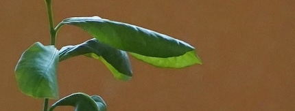 8000 ISO, high magnification (almost 1:1), camera JPEG