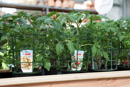 Le piantine di pomodoro devono essere protette anche in caso di vento freddo.