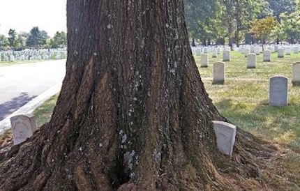 Der Baum lässt es sich schmecken. Bildquelle: atlasobscura.com