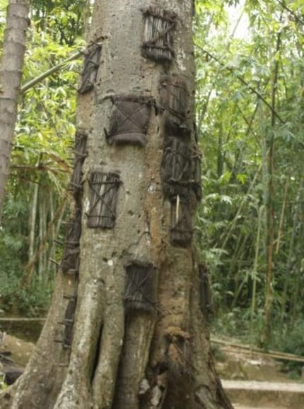 Die Kindergräber auf Tana Toraja. Bildquelle: busytravelling.com