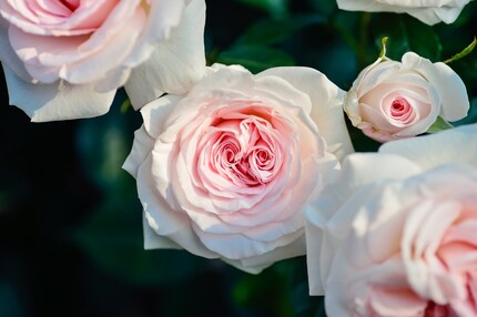 Les roses sont belles à regarder, mais frustrent les petits pollinisateurs.