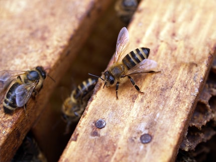L'abeille domestique occidentale que nous connaissons au travail.