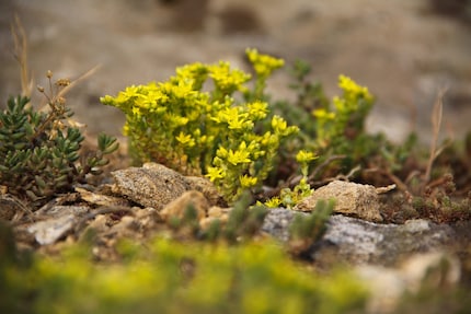 Jegliche Sedum-Varianten eignen sich für deine Zwischenräume.