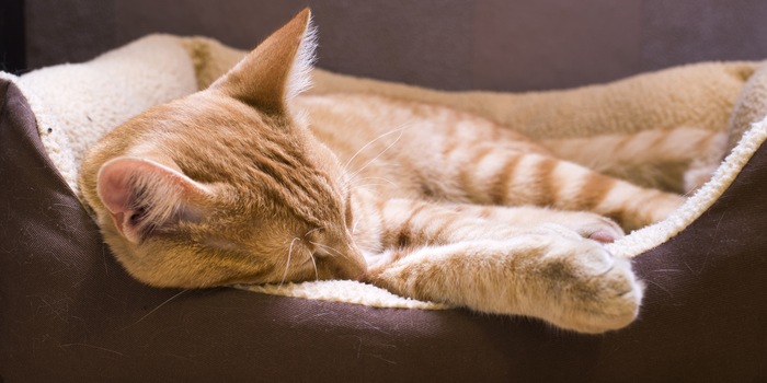 Wie du dein Büsi bettest, so liegt es – die Top 10 eurer Katzenbetten Wie du dein Büsi bettest, so liegt es – die Top 10 eurer Katzenbetten