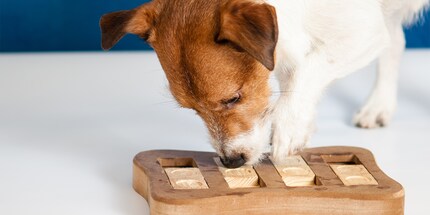 Intelligence games promote your dog's mental exercise.