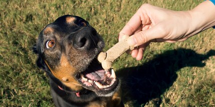 If your pet has done a good job, you should reward them accordingly.