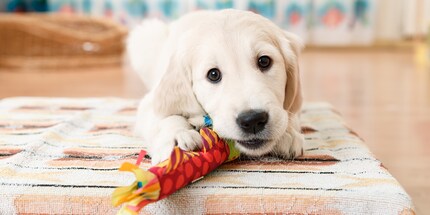 If your dog is mentally, physically and olfactorily stimulated, he will be happy.