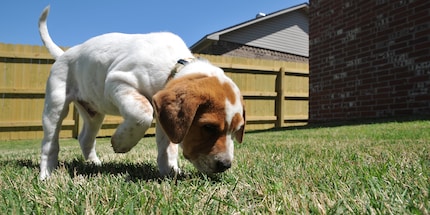 Dogs have a much stronger sense of smell than humans, for example.