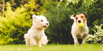 Side by side: Interaction with other dogs is essential for keeping your dog busy.