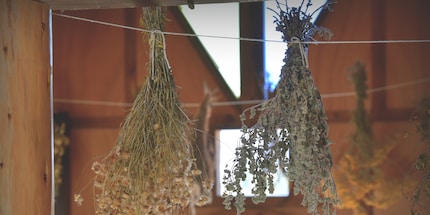 The place for your herbs should be dry and shady.