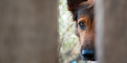 Pour les chiens et chats sensibles, la fête nationale est synonyme de stress maximal.