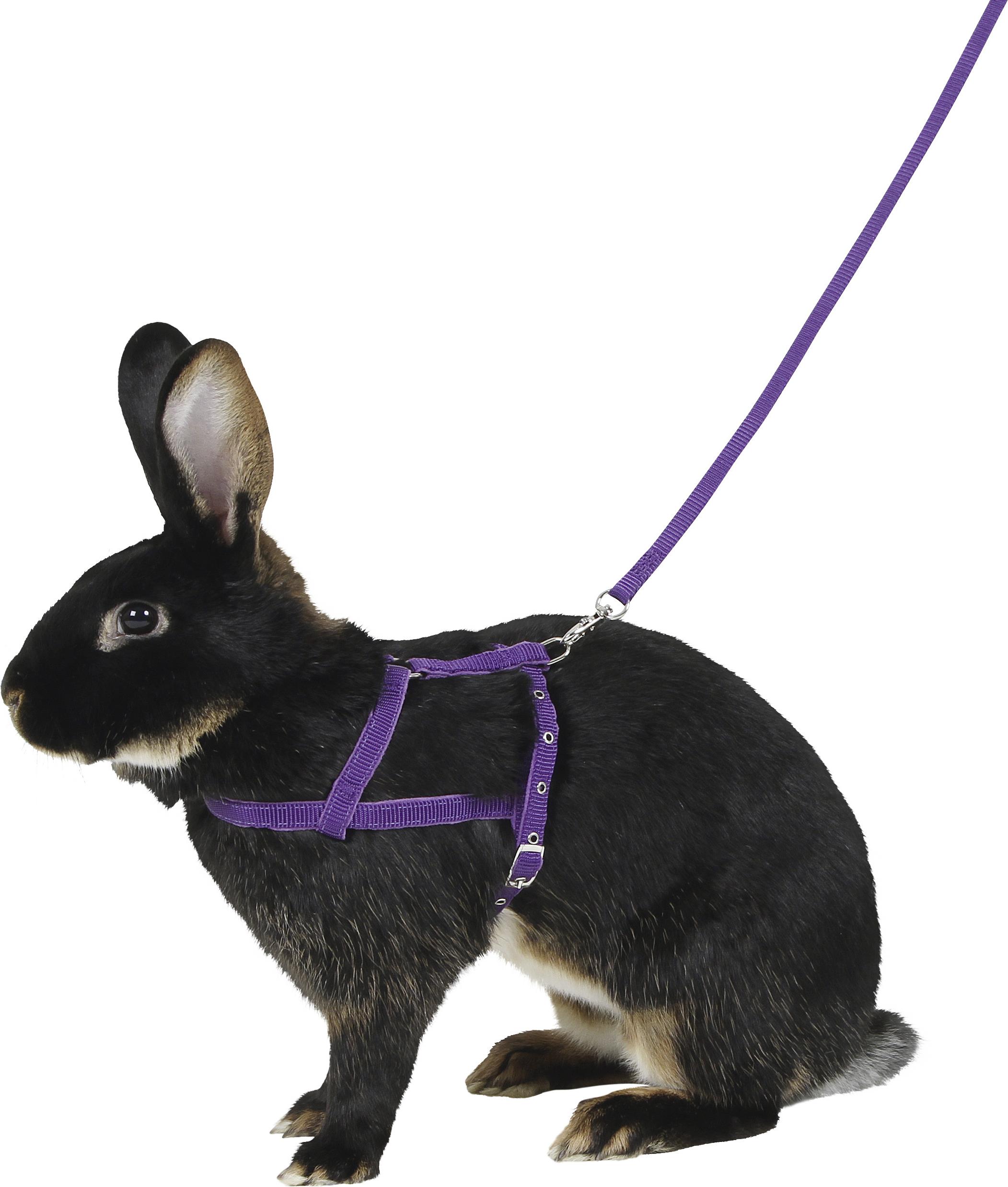Comparer les prix de Harnais Agility avec laisse