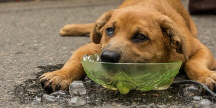 Auch gekühlte Nahrung und Getränke können deinem Hund helfen.
