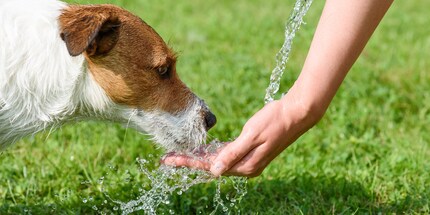 Viel trinken ist auch für Tiere wichtig.