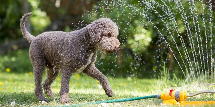 Wasser tut gut, egal in welcher Form.