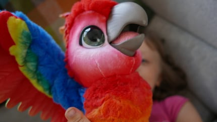 In a fight with the parrot.