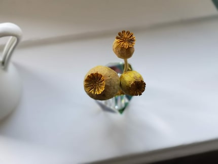 Mes capsules de pavot gardent aussi leur forme pendant des semaines.