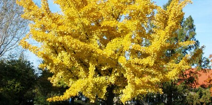 Quelle: gartencenter_shop24.de