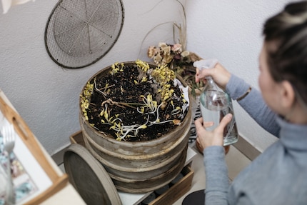 You need to always keep the vermicompost damp. That’s when you see the magic happen – like these seedlings that came from composted pumpkin seeds