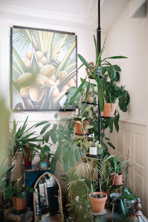 Green paradise in the living room: feast your eyes on this