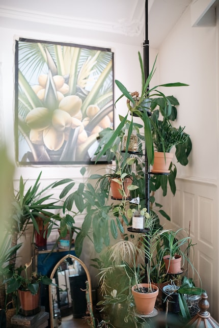 Green paradise in the living room: feast your eyes on this
