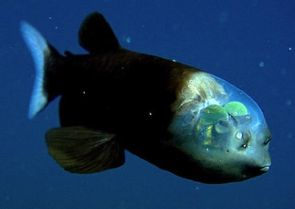 Der Gespensterfisch hat einen transparenten Kopf und die Augen sind immer nach oben gerichtet