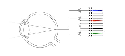 There are rods that are sensitive to brightness and cones that are sensitive to colour on the retina.