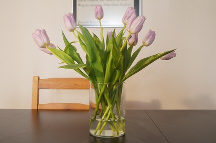 So sehen die Tulpen nach einem Tag im Zuckerwasser aus.