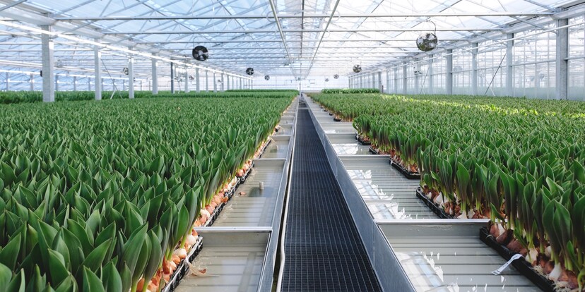 Pas de terreau pour les tulipes suisses