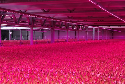 I LED dal colore rosa danno ulteriore energia alle piante.